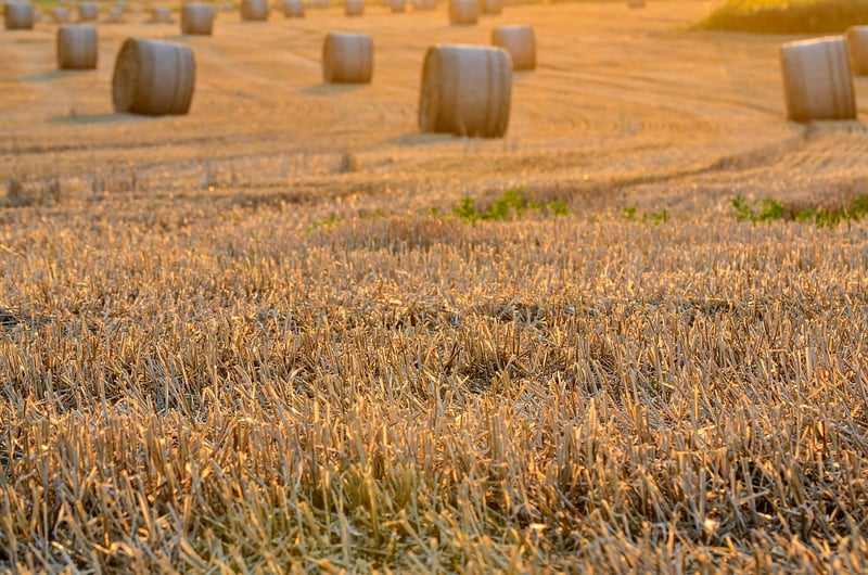 Magical harvests