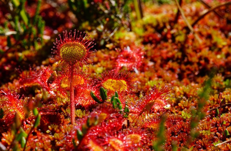 Mystical herbs