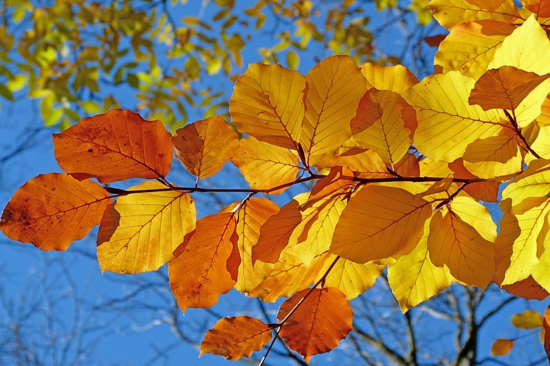Whimsical foliage