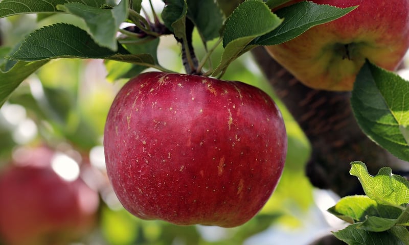 Crystal Apples