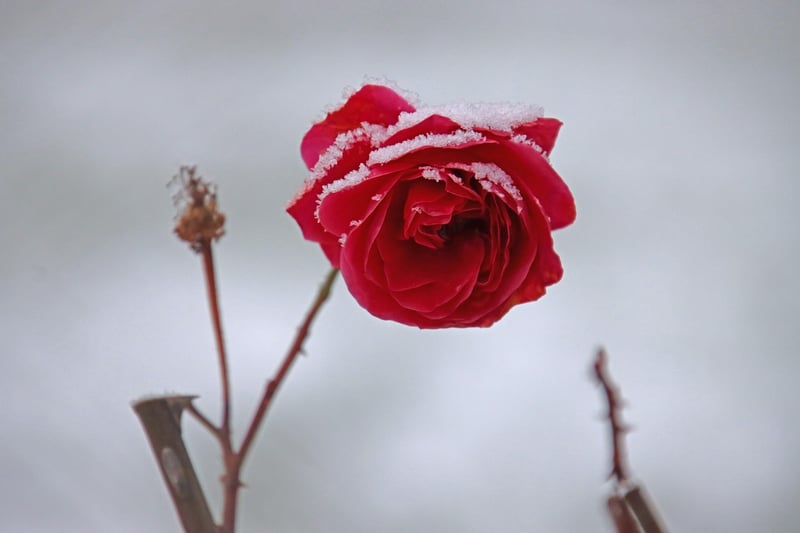 Mystical Flowers