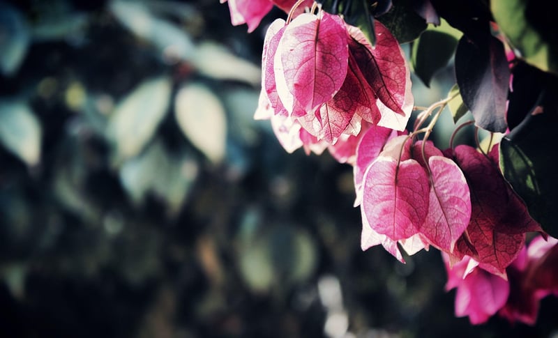 Gardening Landscape