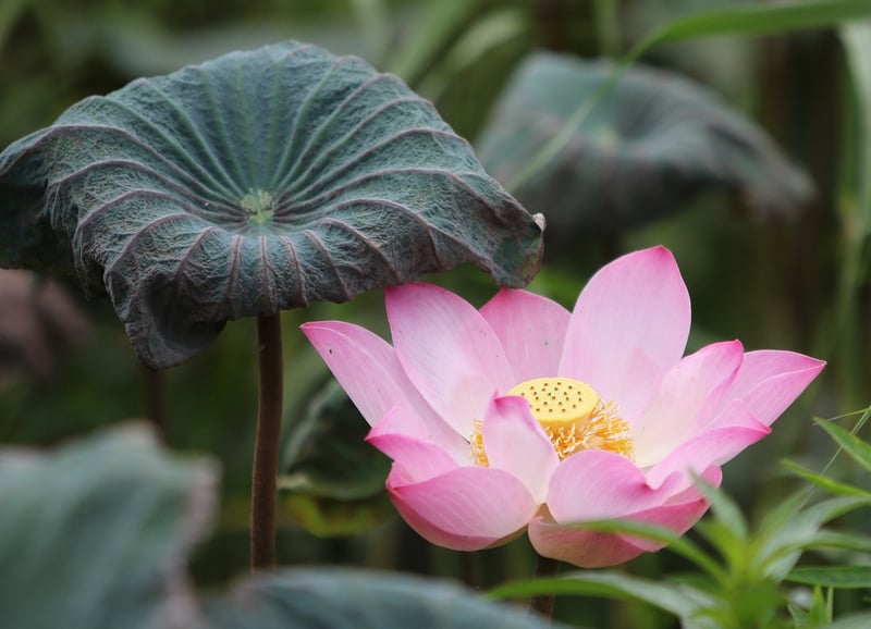 Blue Lotus