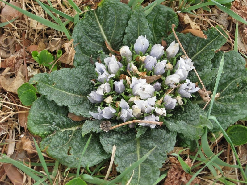Mandrake Plant