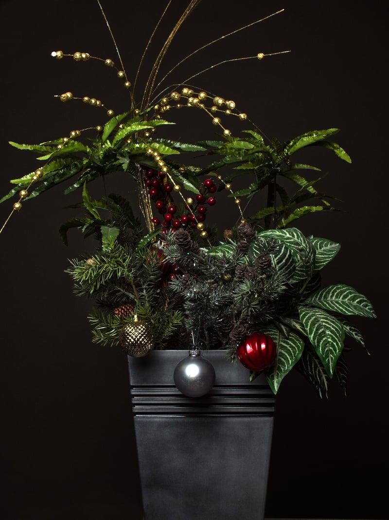 Silver Vase Bromeliad